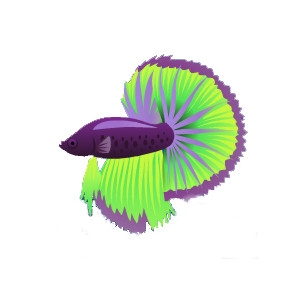 Violet Lime Betta